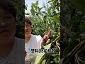 Fruit Tree Shaping Made Easy with Branch Pulling Tools 🌱 #BranchPulling #Shorts