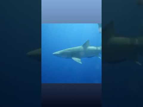 Καλομοίρα: Κολύμπησε μαζί με καρχαρίες στον Ωκεανό