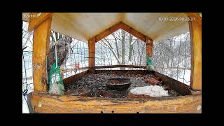 Download Lagu O matulu 2 Henie 🦅@solinskieptakiiinnezwierza8448 karmnik w Bieszczadach 10.01.2026 MP3