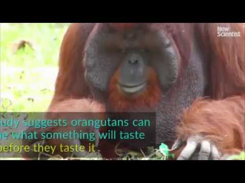 science jobs london The orangutan who can make his own imaginary cocktails