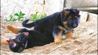 Продаются щенки от Дольфа и Геры. Длинношерстные немецкие овчарки. For sale! Puppies! Продаются щенки от Дольфа и Геры. Длинношерстные немецкие овчарки. For sale! Puppies!