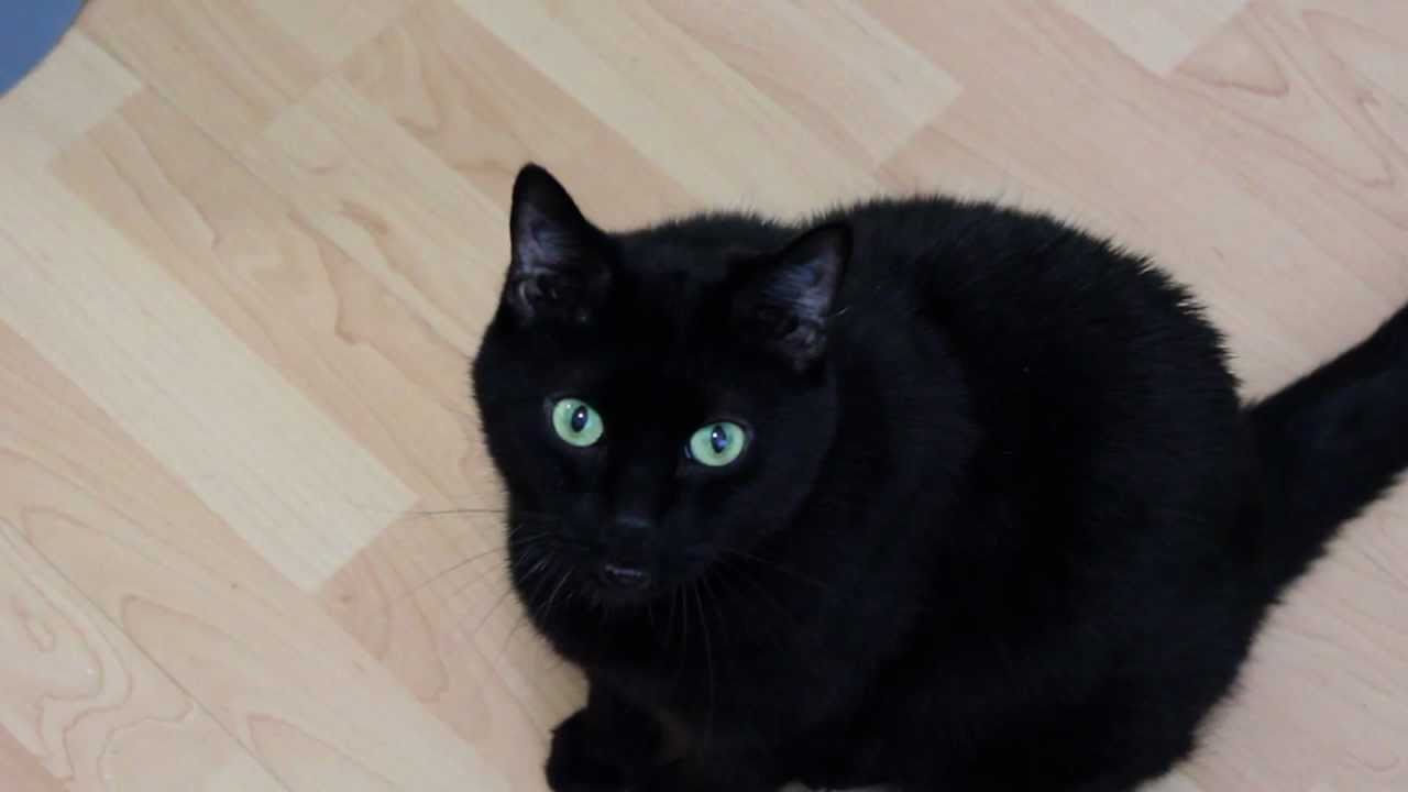 N2 the Talking Cat: S1 Ep13 Water Interactive - YouTube