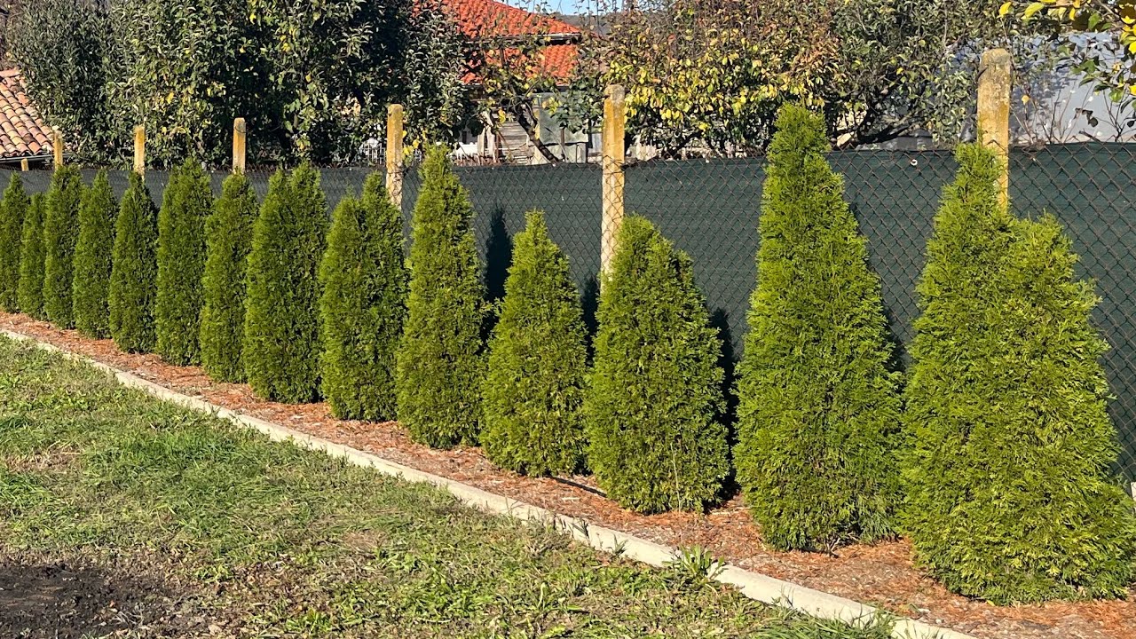 ТУИ,КУКУРЯЦИ ПРЕЗ ДЕКЕМВРИ - 13.12.2025