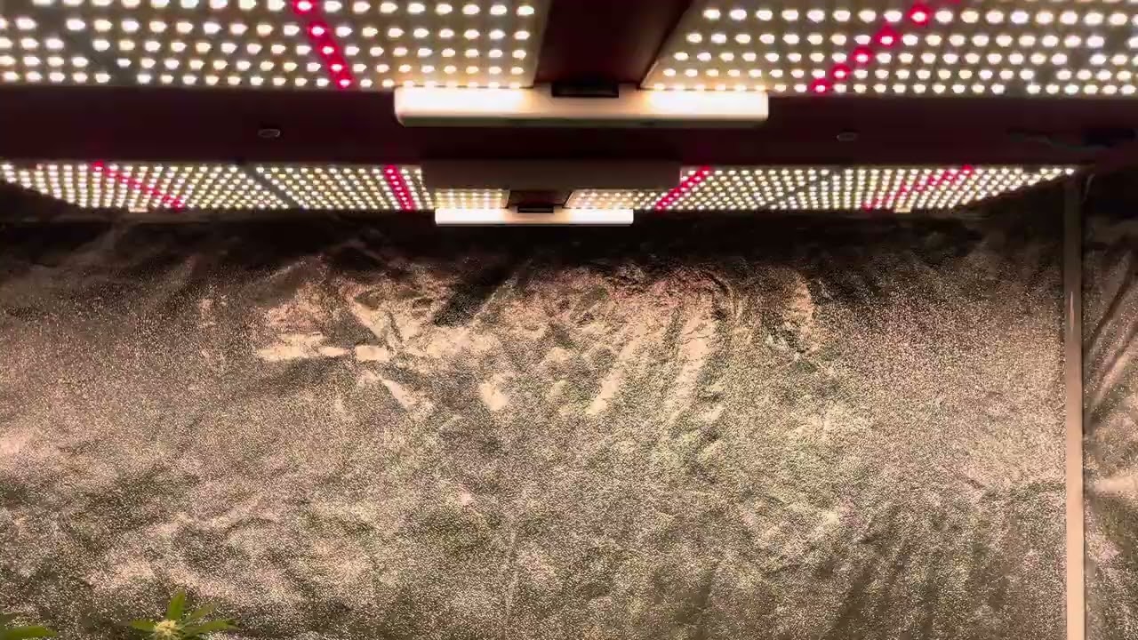 Week 3 Of Flower 💯🚀 