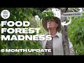 15  this tropical food forest is incredible 6 month update