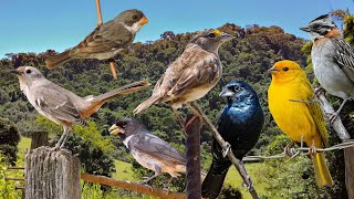 Pássaros cantando ao meio dia para os amantes da espécie e para relaxamento