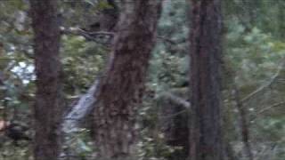 BIGFOOT TAKES A PEEK.wmv