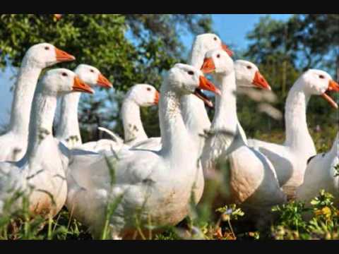 The Bantam Cock Video