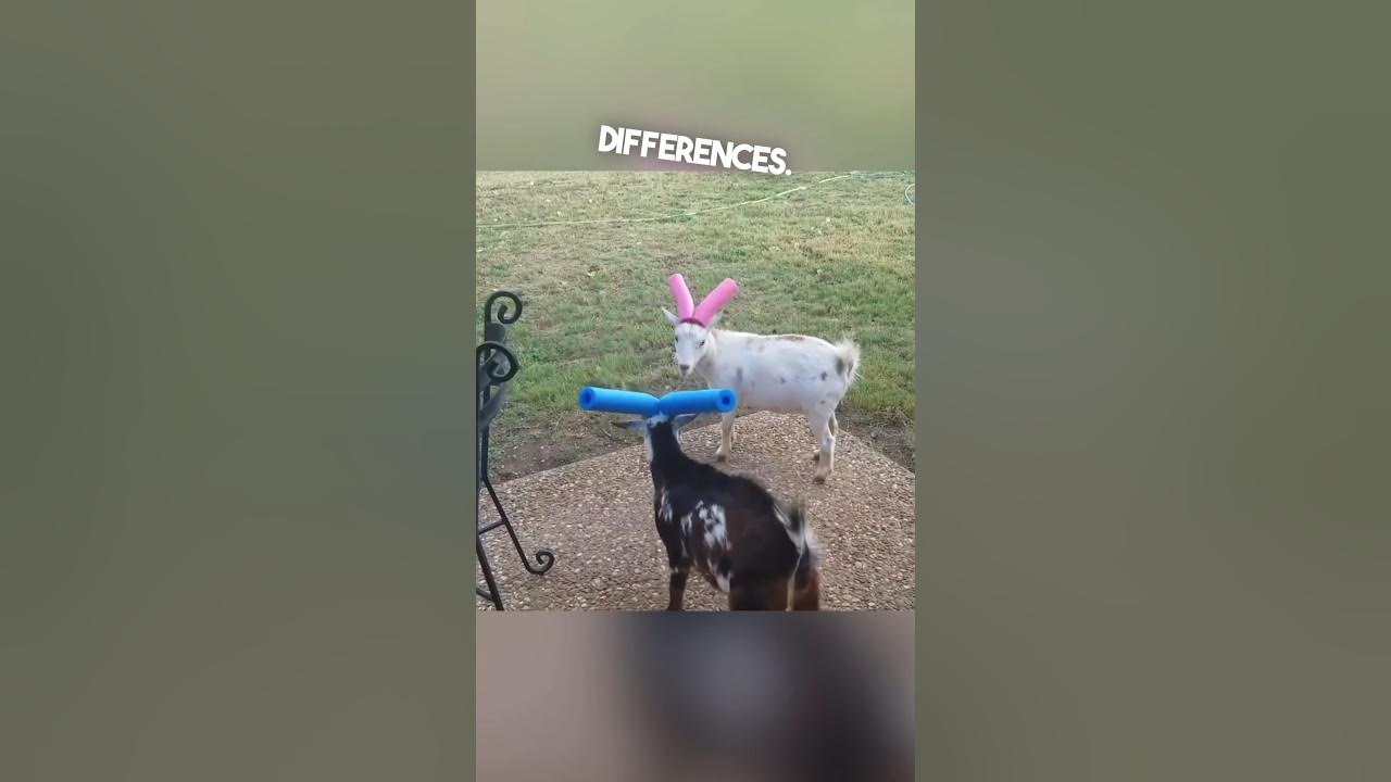 He had to put pool noodles on his goats horns 😂 YouTube