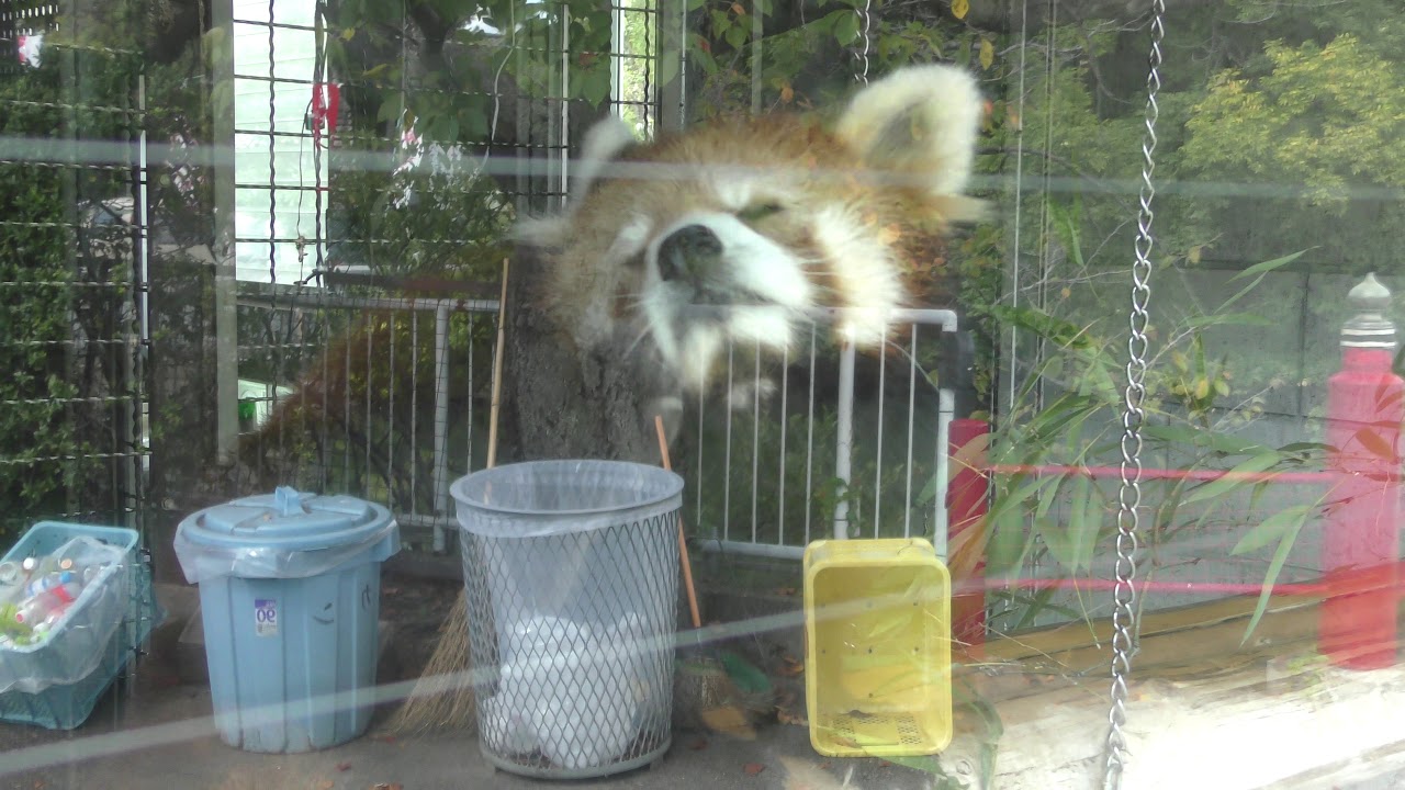 Lesser panda (Yuki Zoo, Yamanashi, Japan) September 23, 2018 - YouTube