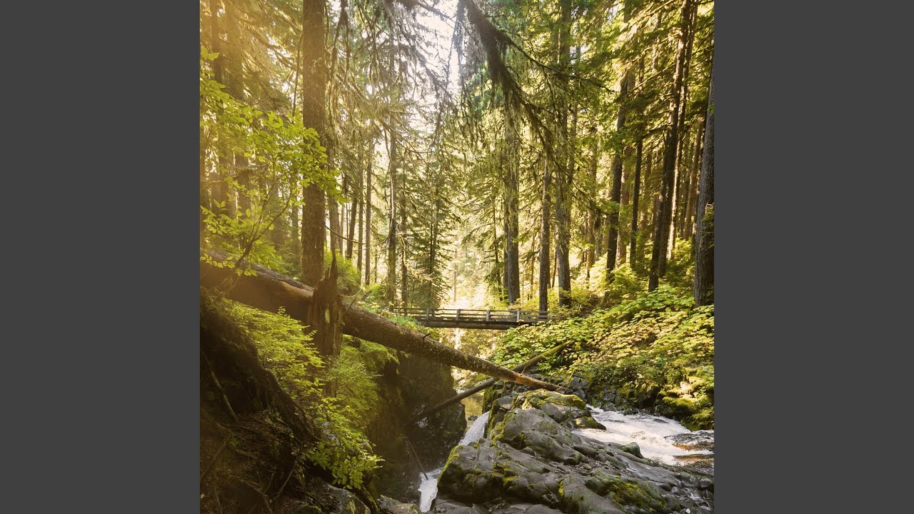 Watch Calm Forest on YouTube