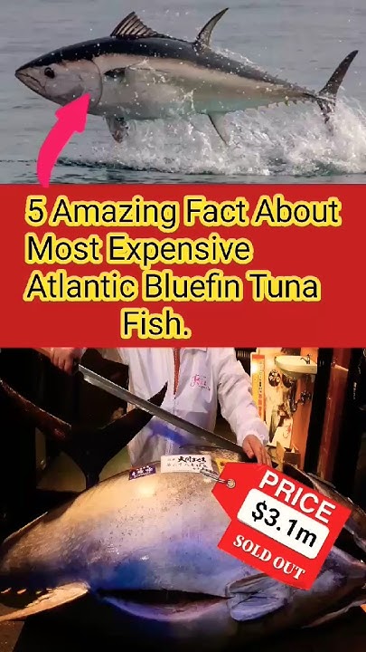 most-expensive-fish-in-the-world-fact-bluefintuna-youtube