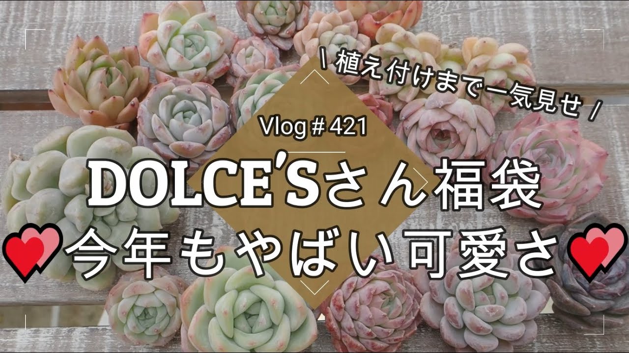 【Vlog421】【多肉植物】多肉狩り💕DOLCE'Sさん福袋💕今年もやばい可愛さ【植え付けまで一気見せ】
