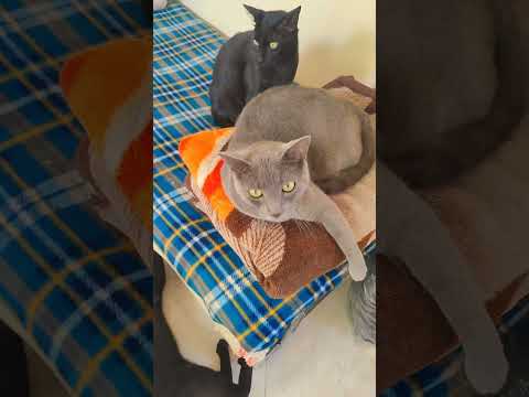 قطوطي كيشوفوا يدي جنة واخا عايروني بلوني وعاهة صباعي 😳🐾🐱 #shortvideo #fyp #foryou  #cats #chat