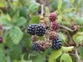 ZARZA o ZARZAMORA (Rubus ulmifolius) PLANTAS MEDICINALES
