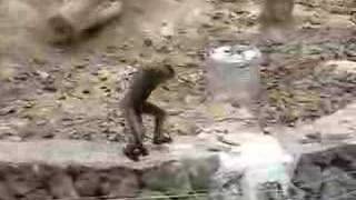 Funny Gibbons