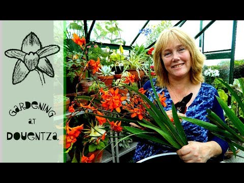 Crocosmia (Montbretia) Division and Growing - making new plants