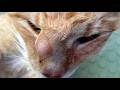 Huge Cuterebra Removed From Kitten's Nose (Part 2)