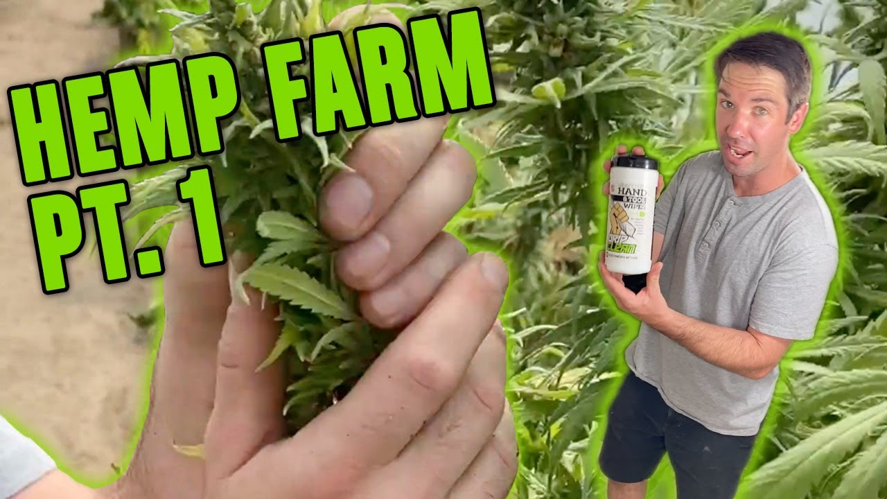 Are you hands covered in resin? Here's how to remove hemp, CBD, & cannabis oils from your skin.