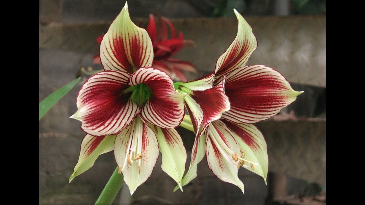 ТОП-10 самых красивых сортов. АМАРИЛЛИС. ГИППЕАСТРУМ