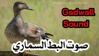 صوت البط السماري (جوشم) || Gadwall Sound