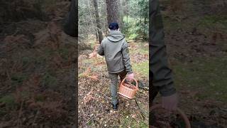 Не очікувала знайти ТАКЕ у лісі 😳🍄 #білігриби #грибнийсезон #грибники #полювання #природа #осінь