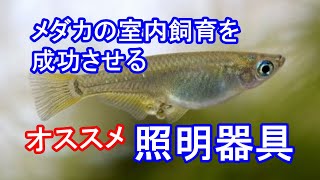 メダカにオススメのライトはこれ！ 滋賀県のメダカ販売店 めだか藁屋 高木正臣