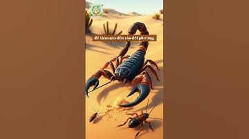 VÌ SAO BỌ CẠP CÓ LỌC ĐỘC Ở ĐUÔI #scorpion #scorpions #conbocap