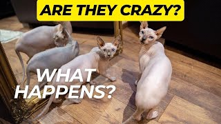 Cats Acting Crazy by Royal Animals 👑 706 views 1 year ago 2 minutes, 42 seconds