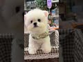 Cute Pet Moments: My Furry Friend's Camera Sensitivity
