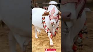 Cow Basavanna #farmer #agriculture #shorts #trending