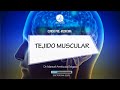 HISTOLOGÍA: TEJIDO MUSCULAR || CURSO PRE-MEDICINA