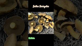 Suillus Variegatus-Моховик Жёлто-Бурый! #mushroom #2024 #fungi #foraging