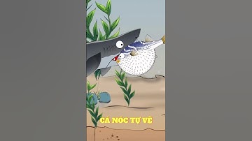 FUNNY VIDEO - CÁ NÓC PHÌNH HƠI TỰ VỆ 🐡🐡🐡#shortvideo #funny #animals #shorts #funnyvideo #fyp