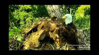 Decorah Eagles Food Delivery 8\/10\/2023 explore.org (HM delivered to DH2)