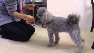 口輪をつけてみた｜ポジティブ・ドッグ・トレーニング