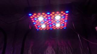 4x8 LED indoor grow tent week 4/7