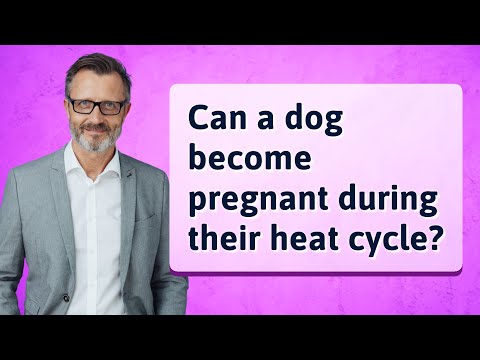 Video: Ali lahko pes ob koncu vročine zanosi?