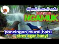 pancingan murai batu stres agar bunyi!! durasi 1jam part19