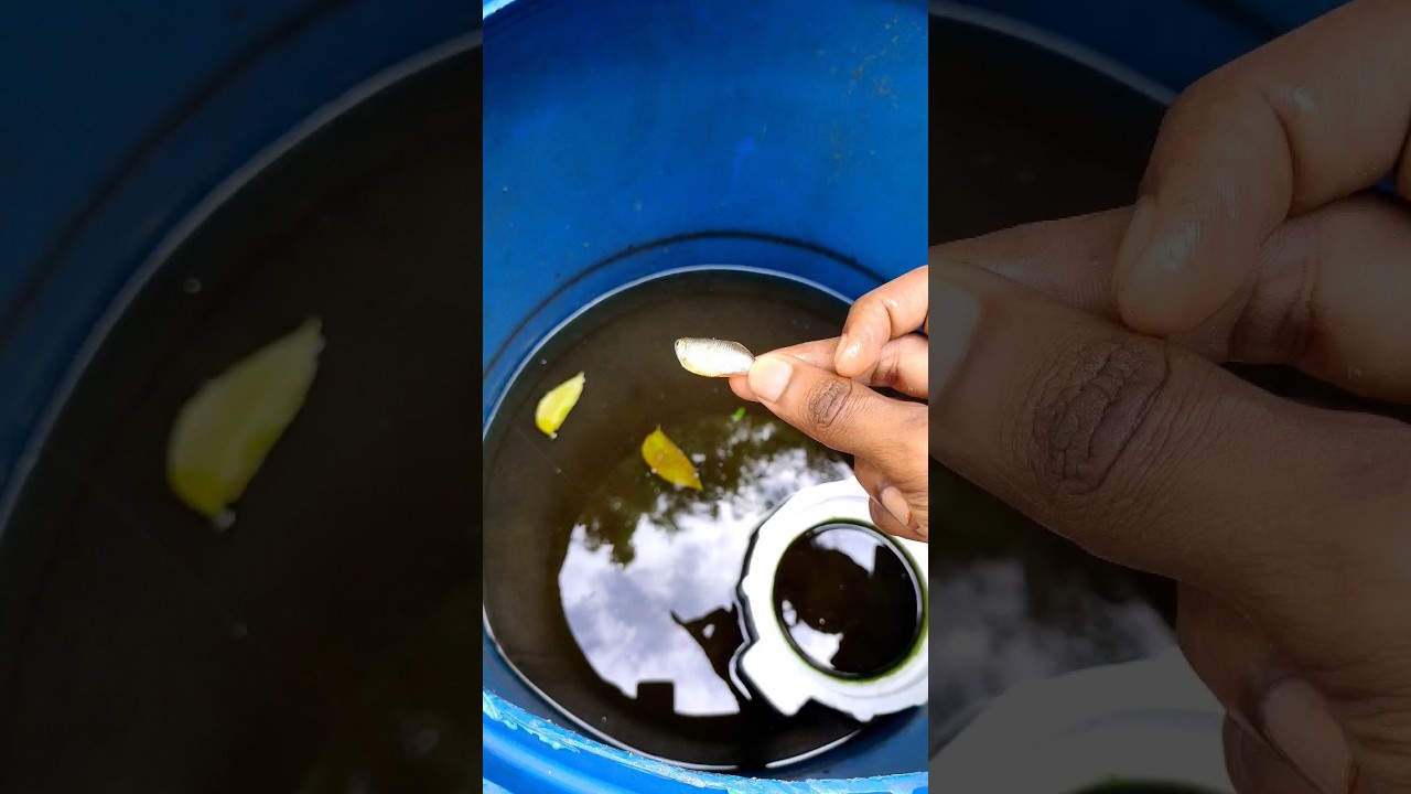 Hand Feeding my 3 month old Giant African catfish ✨| 