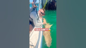 THIS FISH WAS MASSIVE!!! 😱 #fish #sharks #quickcatchandrelease #shorts #viral #fishing #fun