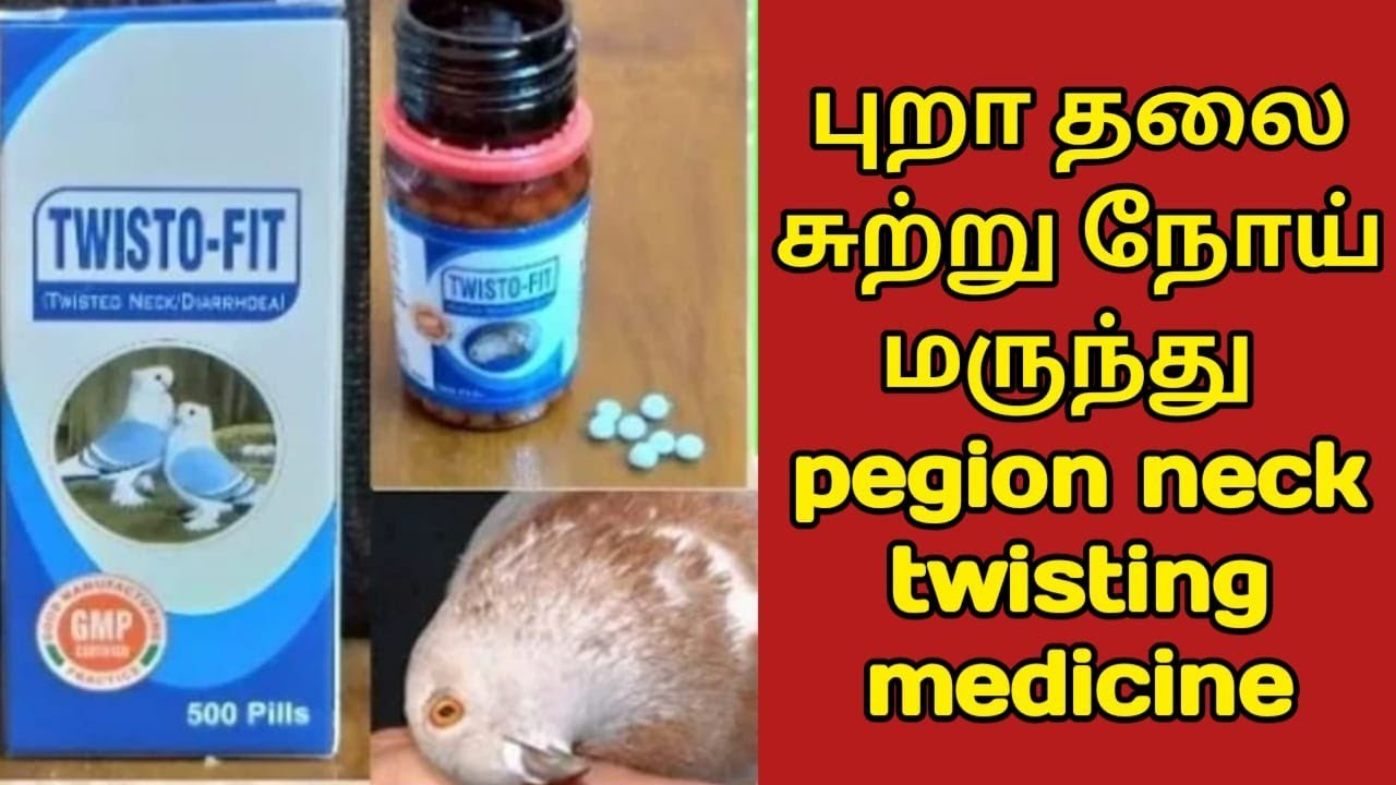 புறா தலை சுற்று நோய் மருந்து pegion neck twisting medicine/புறா வளர்ப்பு 😍 | PURA PIRIYAN VLOG |