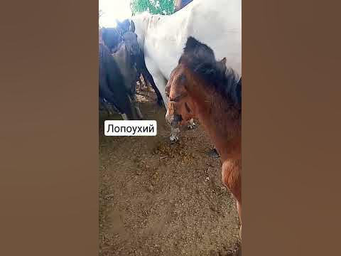сломанные уши - YouTube
