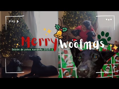 WOOFMAS| REACCIANDO AL ARBOLITO NAVIDEÑO + BAMBINO SU PRIMERA NAVIDAD 🎄🐕 #fyp #perro #navidad#pets