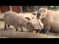 カピバラたちの好きな人！　大宮公園小動物園 の動画、YouTube動画。