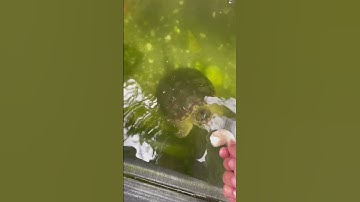The algae water is clearing up