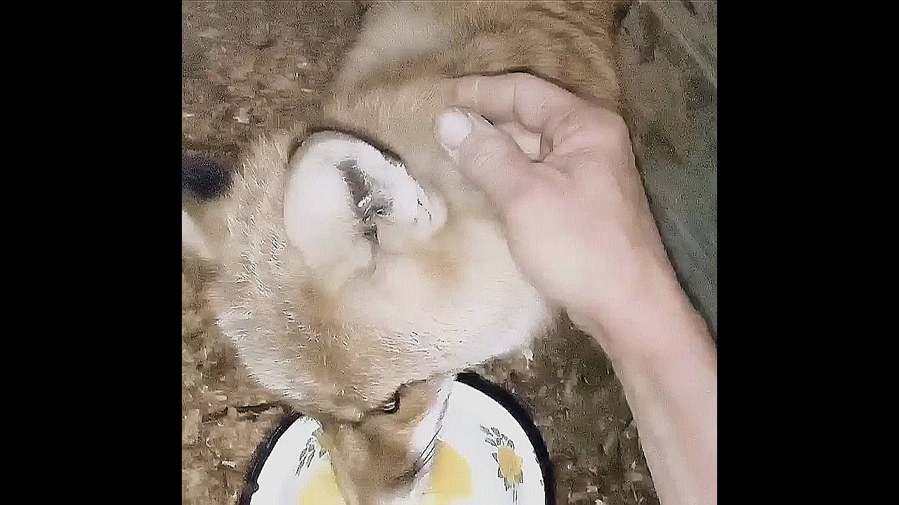 921. Маркиза - дневник приручения дикой лисы,ест яйцо, немного гладится ...