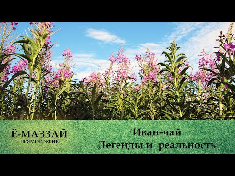 Иван-чай. Легенды и реальность.