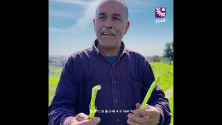 "الخرفيش" هل تذوقته من قبل ؟