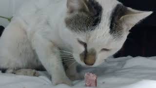 Calming and Soothing: The ASMR Experience of a Cat Eating